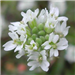 Hoary alyssum flower