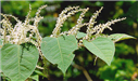 Japanese knotweed