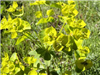 Leafy spurge flower
