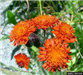 Orange hawkweed flowers