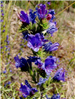 Vipers bugloss flower