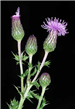 Canada thistle blooming