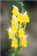 Dalmatian toadflax in bloom