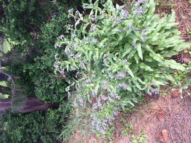 Houdstongue Hayden Dakota