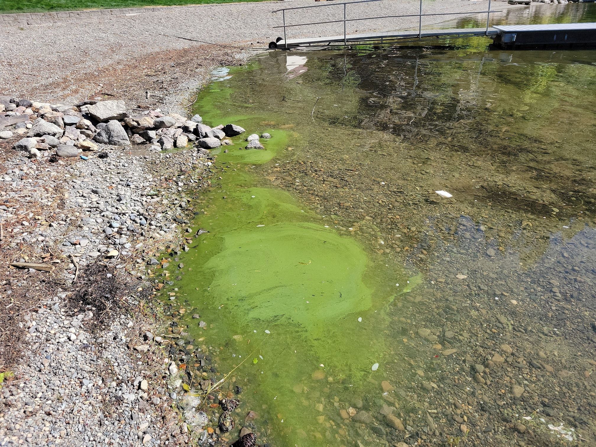 Spirit Lake-2022-08-29 Algae