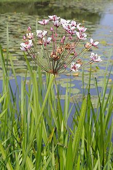 Flowering rush plant beside pond