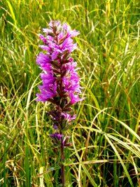 Purple loosestrife plant