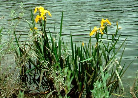 Yellow flag iris beside body of water