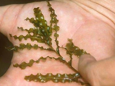 Curly leaf pondweed plant in a persons hand