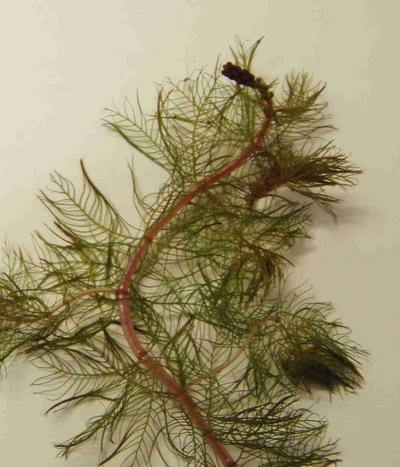 Eurasion watermilfoil plant on table