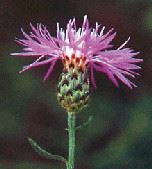 Spotted knapweed in bloom