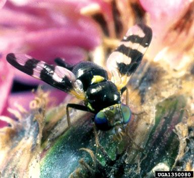 Urophora species - sk seedhead flies