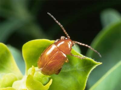 Apthona species - spurge flea beetle