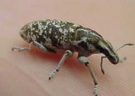 Cyphocleonus achates - sk root weevil