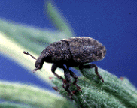 Larinus species - knapweed flower weevil