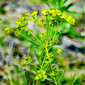 Leafy spurge in bloom