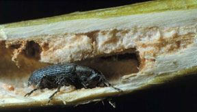 Mecinus janthinus - stem boring weevil