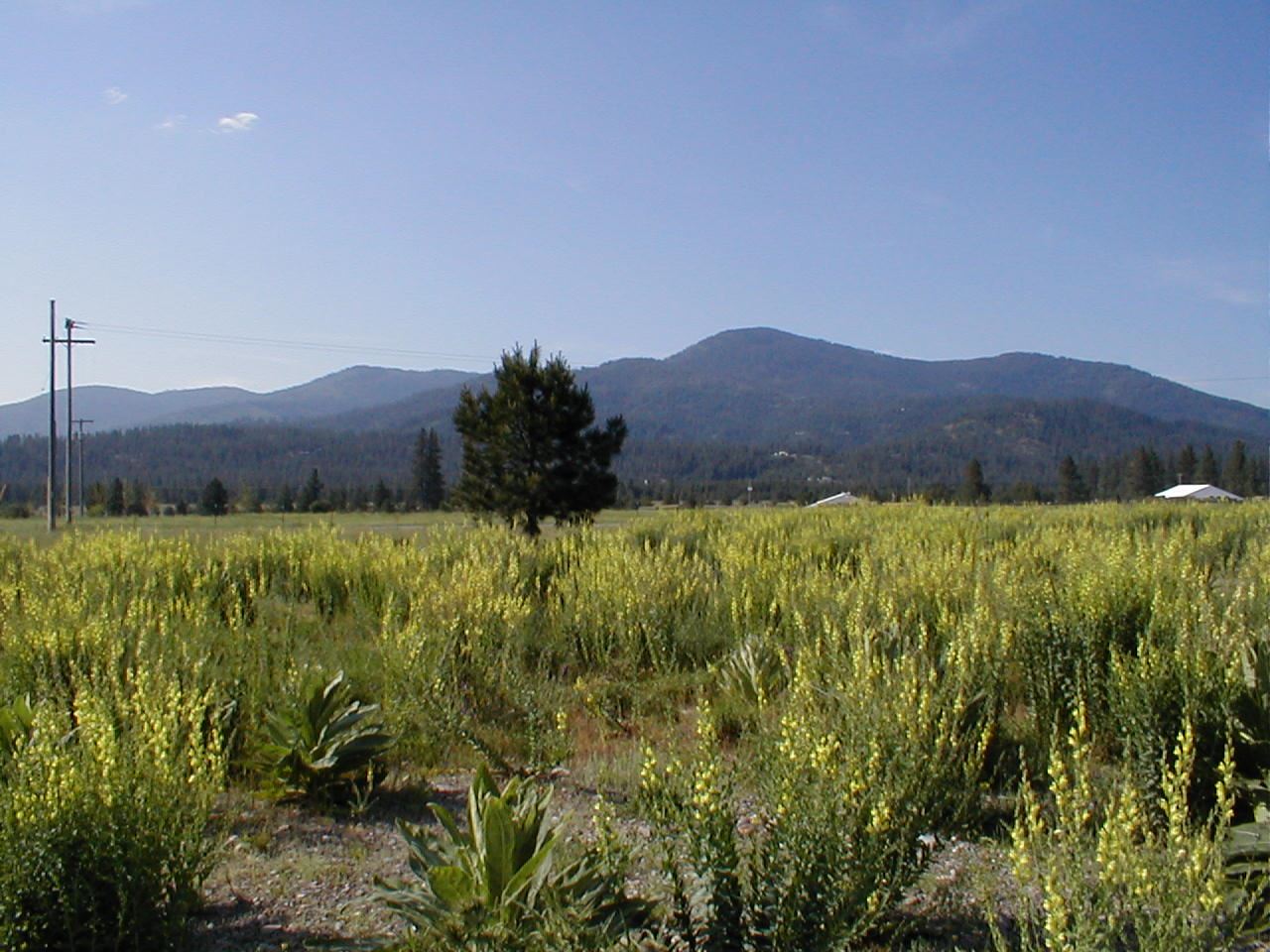 Image of a prairie leading to a mountain