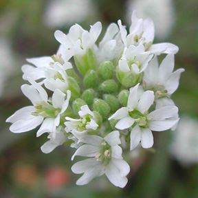 Hoary alyssum flower