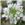 Hoary alyssum flower