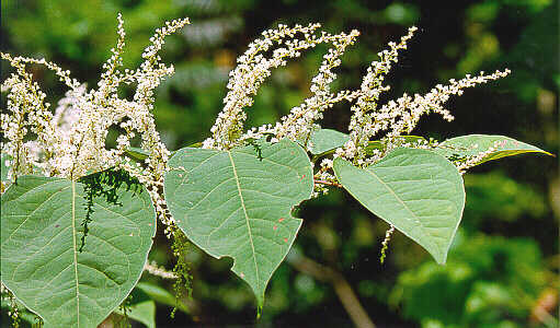 Japanese knotweed