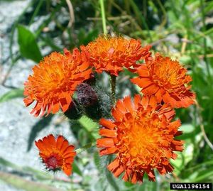 Orange hawkweed flowers