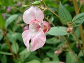 Policemans helmet flower