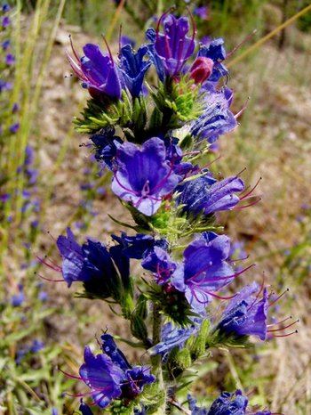 Vipers bugloss flower