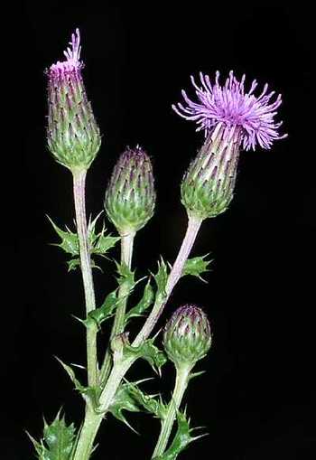 Canada thistle blooming