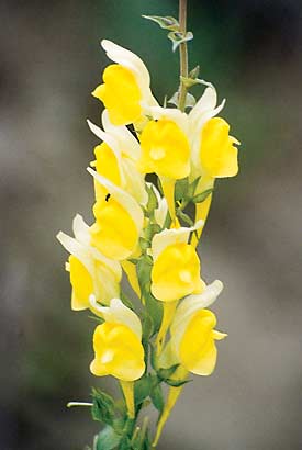 Dalmatian toadflax in bloom