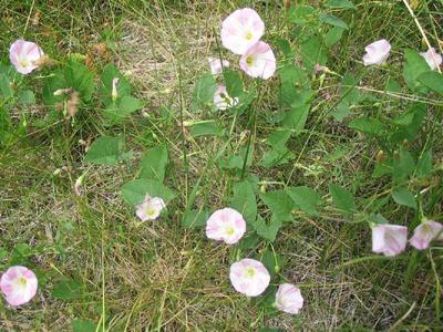 Field bindweed