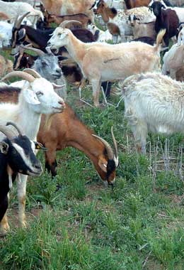 Goats in a herd
