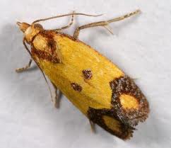 yellow Agapeta zoegana bugs