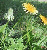Common dandelion plant