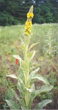 Common mullein plant