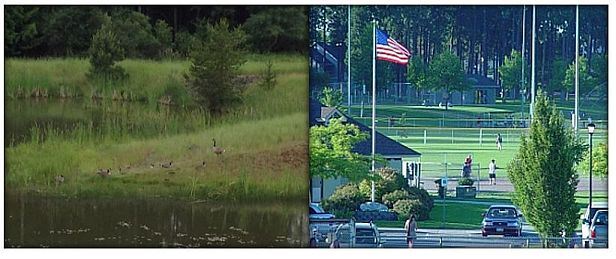 Collage of the Landfill Site